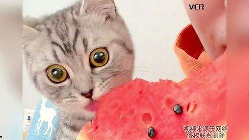 猫咪吃瓜好吗,健康与禁忌揭秘