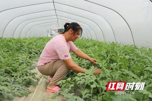 华强吃大棚瓜