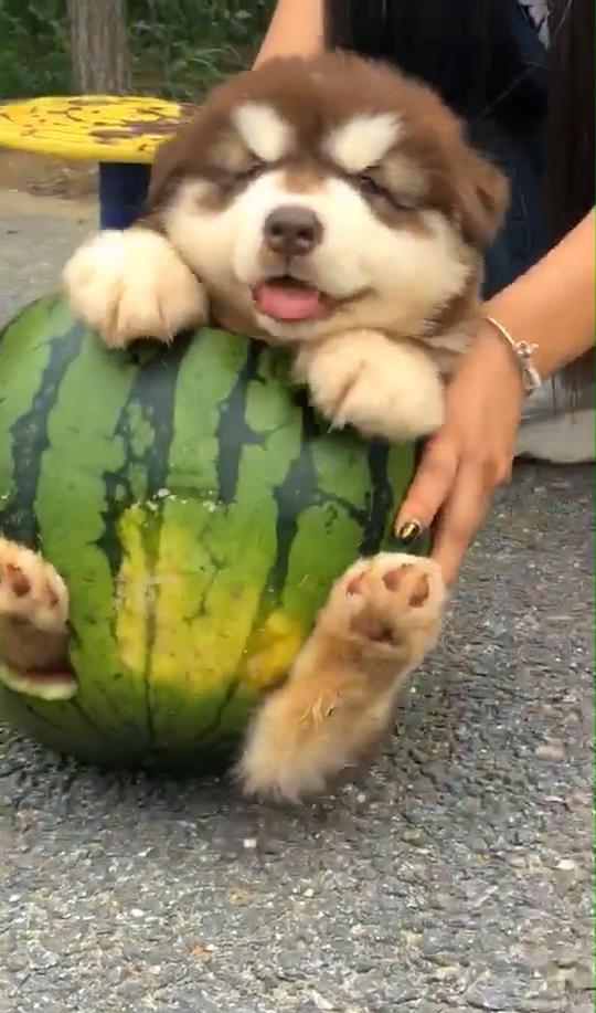 狗狗吃长瓜,揭秘狗狗的独特口味之谜