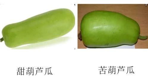 葫芦吃瓜图片,自然界的奇妙共生