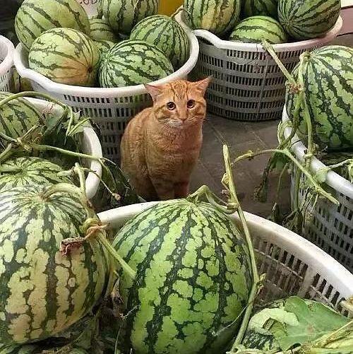 吃瓜与卖瓜头像一样吗