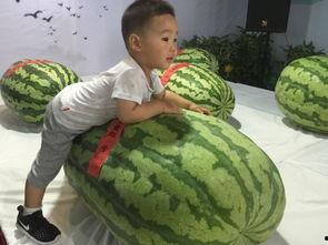 陇南吃瓜事件