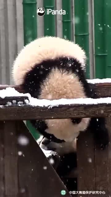 吃瓜小熊陶勇,揭秘娱乐圈背后的真实故事