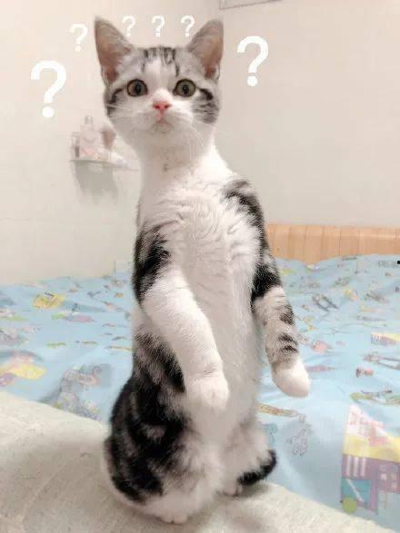 吃瓜猫猫图片,吃瓜猫猫的趣味瞬间